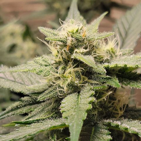 Blue Dream Matic growlog timeline photo