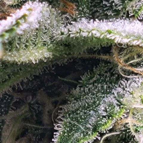 Blue Dream Matic growlog timeline photo