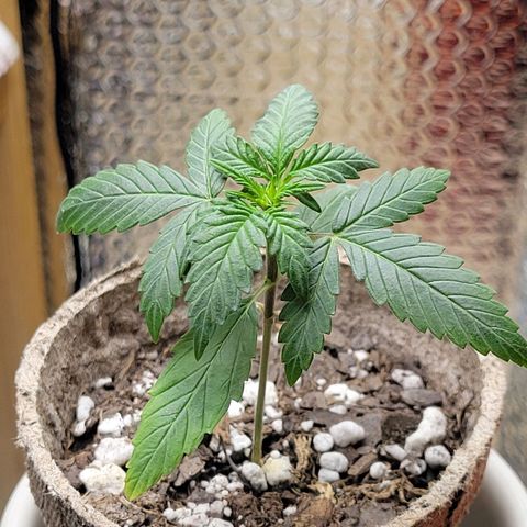Sour Apple growlog timeline photo
