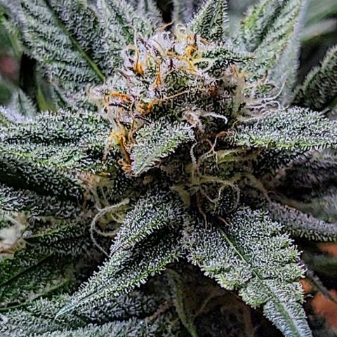 Blue Dream Matic growlog timeline photo