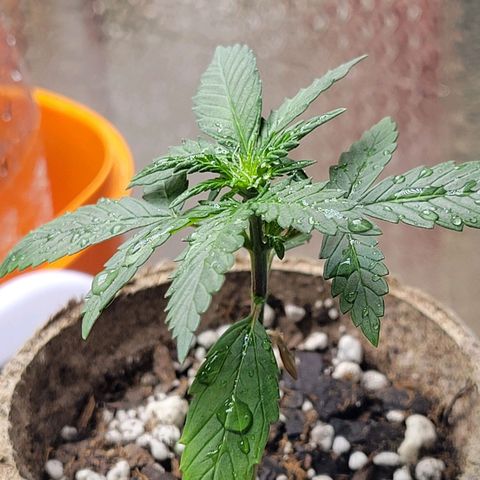 Sour Apple growlog timeline photo
