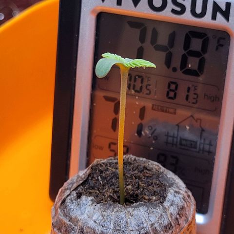 Trainwreck Auto growlog timeline photo