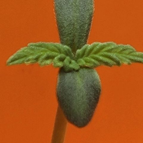 Trainwreck Auto growlog timeline photo