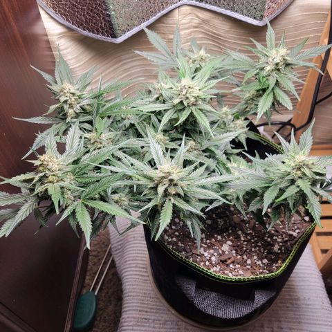 Blue Dream Matic growlog timeline photo