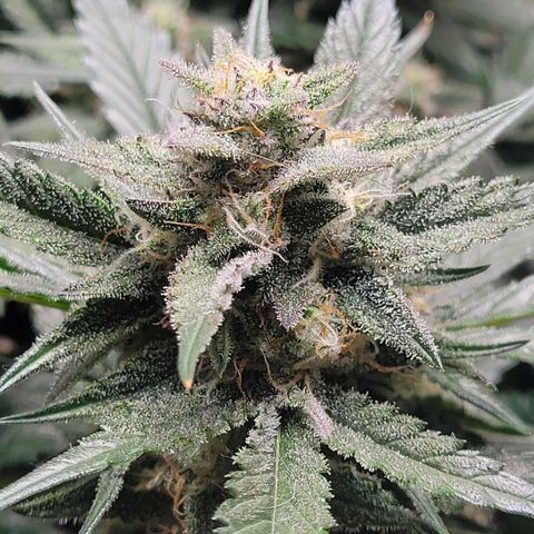 Blue Dream Matic growlog timeline photo