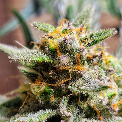 Blue Dream Matic growlog timeline photo