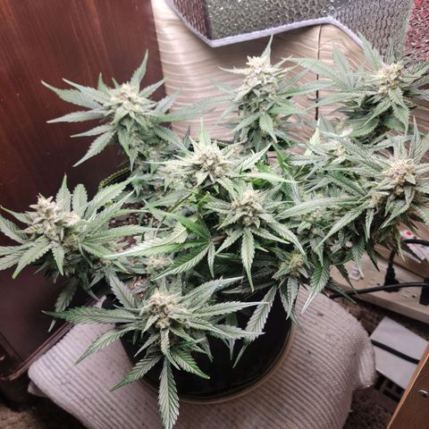 Blue Dream Matic growlog timeline photo