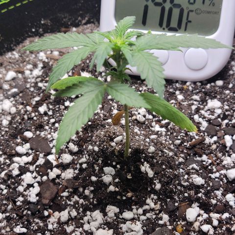 Trainwreck Auto growlog timeline photo