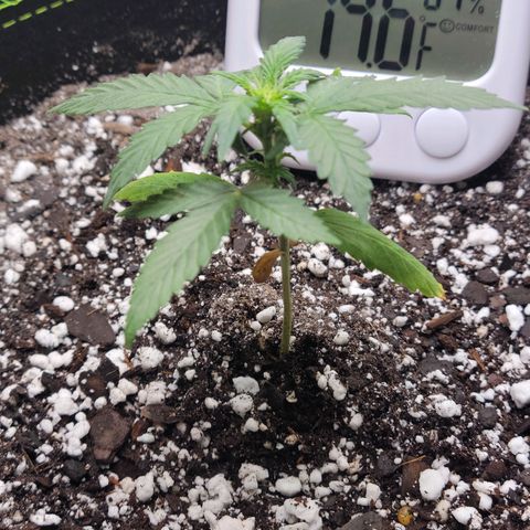 Sour Apple growlog timeline photo