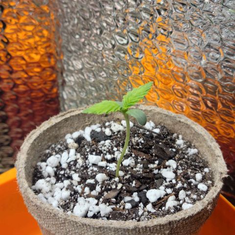 Trainwreck Auto growlog timeline photo