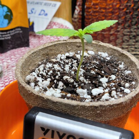 Trainwreck Auto growlog timeline photo