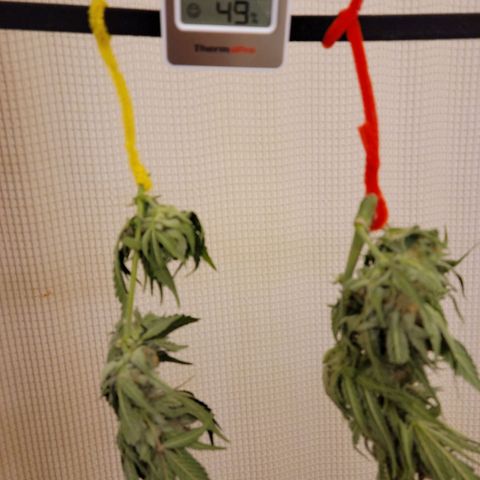 Blue Dream Matic growlog timeline photo