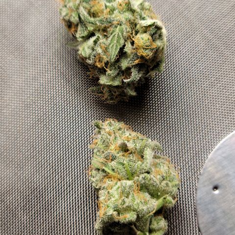 Blue Dream Matic growlog timeline photo