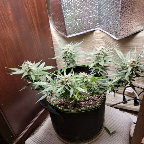 Blue Dream Matic growlog timeline photo