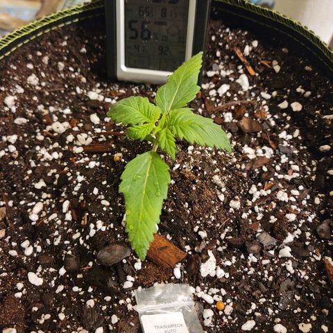 Trainwreck Auto growlog timeline photo
