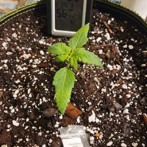 Trainwreck Auto growlog timeline photo
