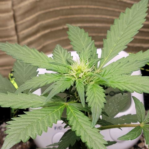 Sour Apple growlog timeline photo