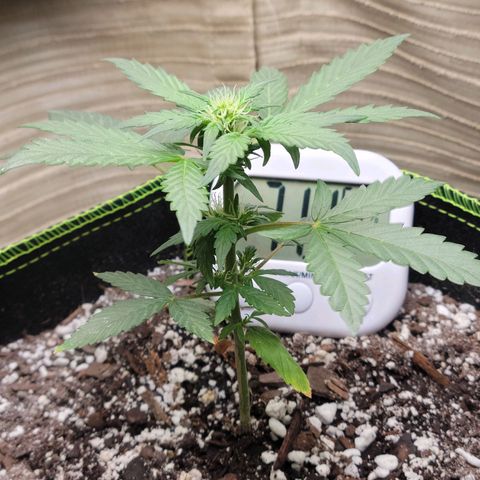 Sour Apple growlog timeline photo