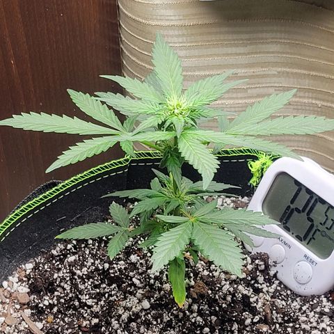 Sour Apple growlog timeline photo