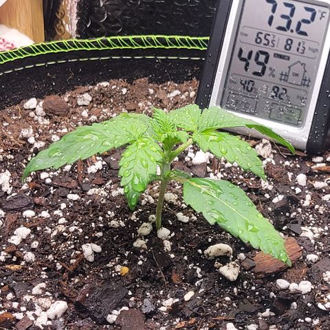 Trainwreck Auto growlog timeline photo