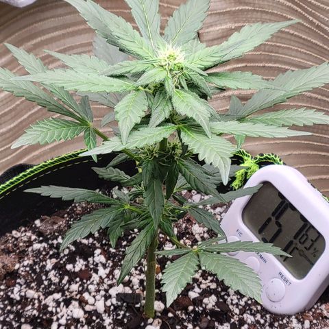 Sour Apple growlog timeline photo