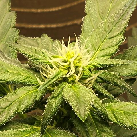 Sour Apple growlog timeline photo