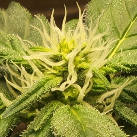 Sour Apple growlog timeline photo