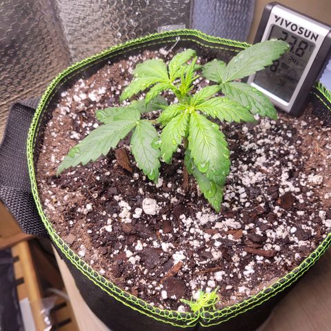 Trainwreck Auto growlog timeline photo