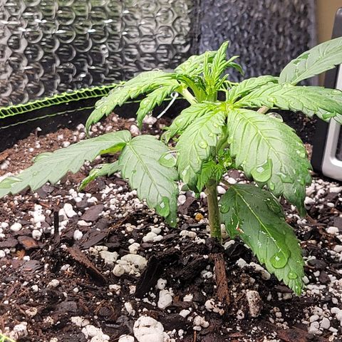 Trainwreck Auto growlog timeline photo