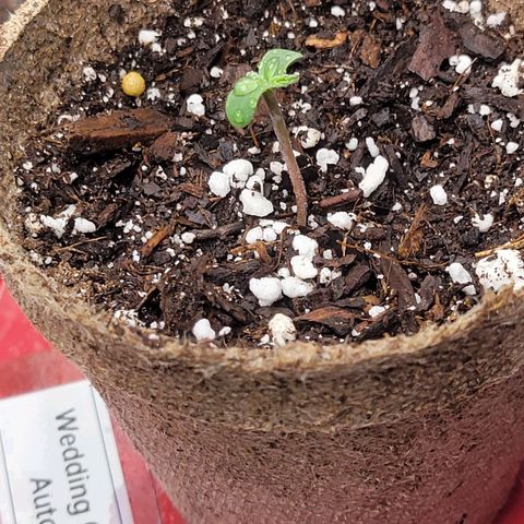 Wedding Cake Auto growlog timeline photo