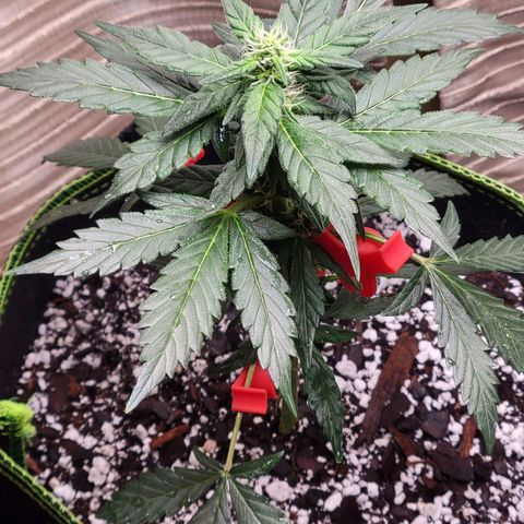 Sour Apple growlog timeline photo