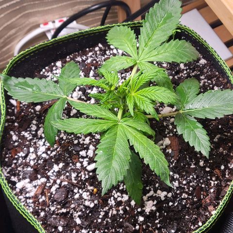 Trainwreck Auto growlog timeline photo