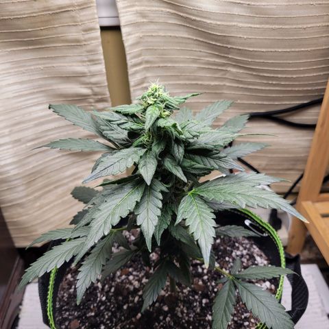 Sour Apple growlog timeline photo