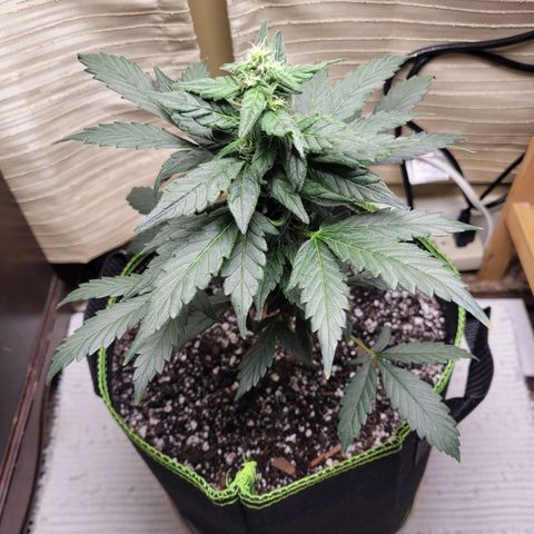 Sour Apple growlog timeline photo