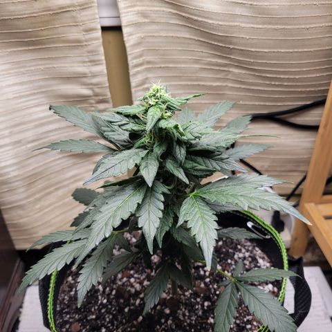 Sour Apple growlog timeline photo