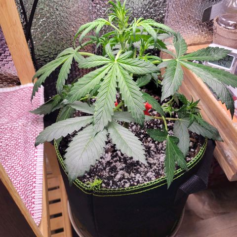 Trainwreck Auto growlog timeline photo