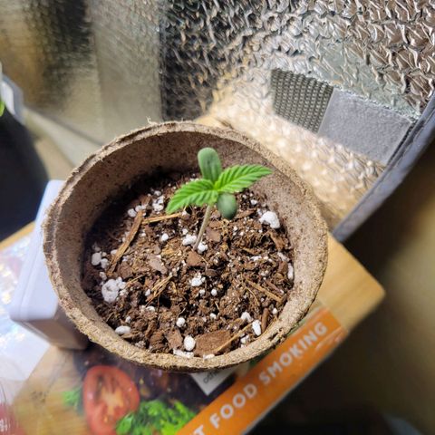 Mimosa Cake Auto growlog timeline photo