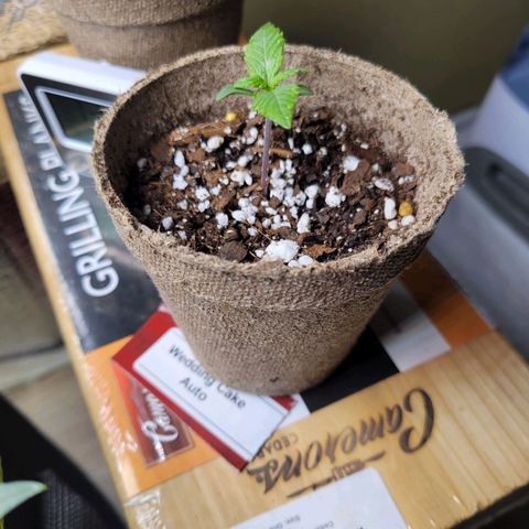 Wedding Cake Auto growlog timeline photo