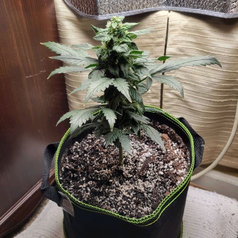 Sour Apple growlog timeline photo