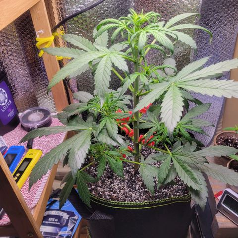 Trainwreck Auto growlog timeline photo