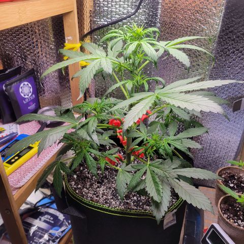 Trainwreck Auto growlog timeline photo