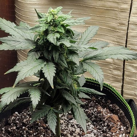 Sour Apple growlog timeline photo