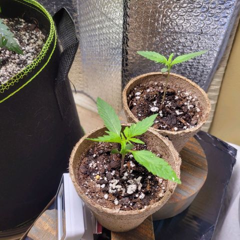Wedding Cake Auto growlog timeline photo