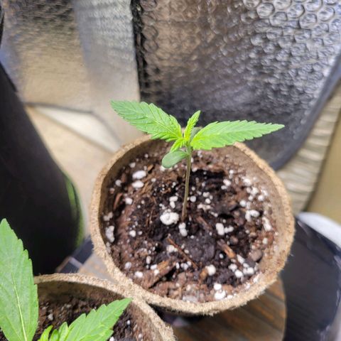 Mimosa Cake Auto growlog timeline photo