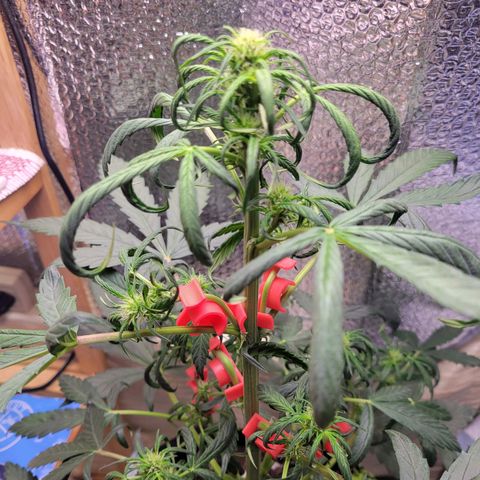 Trainwreck Auto growlog timeline photo