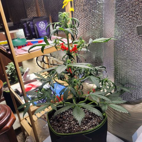Trainwreck Auto growlog timeline photo