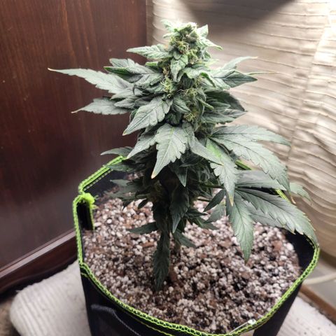 Sour Apple growlog timeline photo