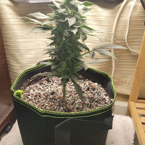Sour Apple growlog timeline photo