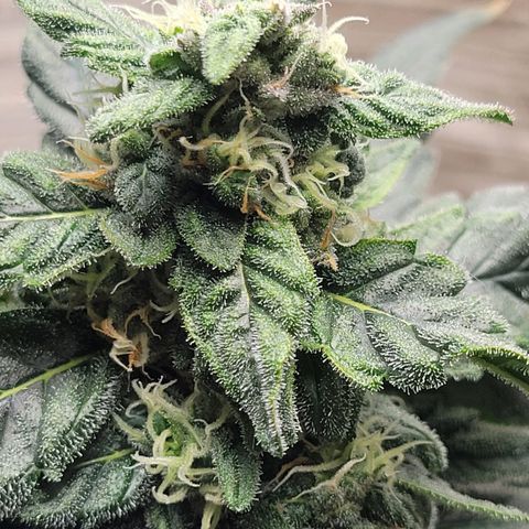 Sour Apple growlog timeline photo