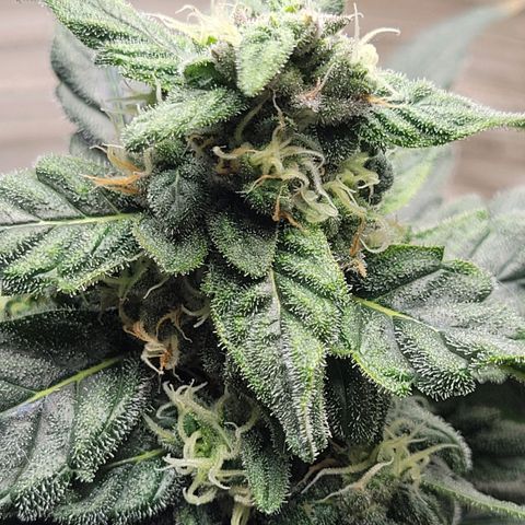Sour Apple growlog timeline photo